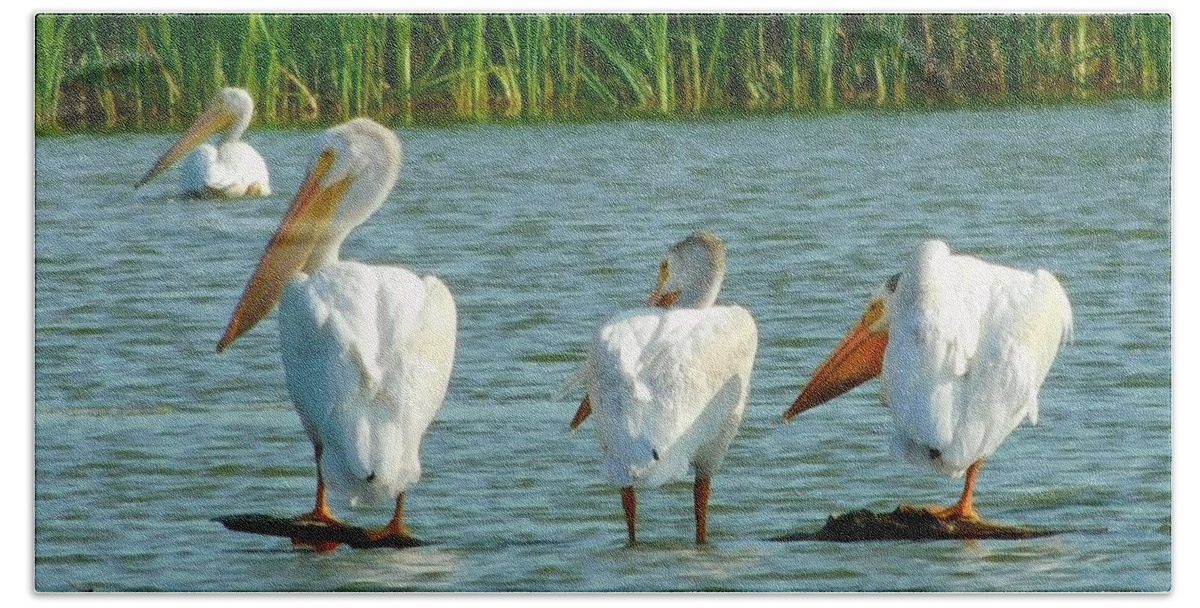 Great White Pelicans Beach Towel featuring the photograph Pelicans Waiting for the Bus by Curtis Tilleraas