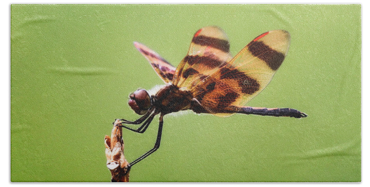 Pennant Dragonflies Beach Sheet featuring the photograph Pennant Dragonflies by Juli Ellen