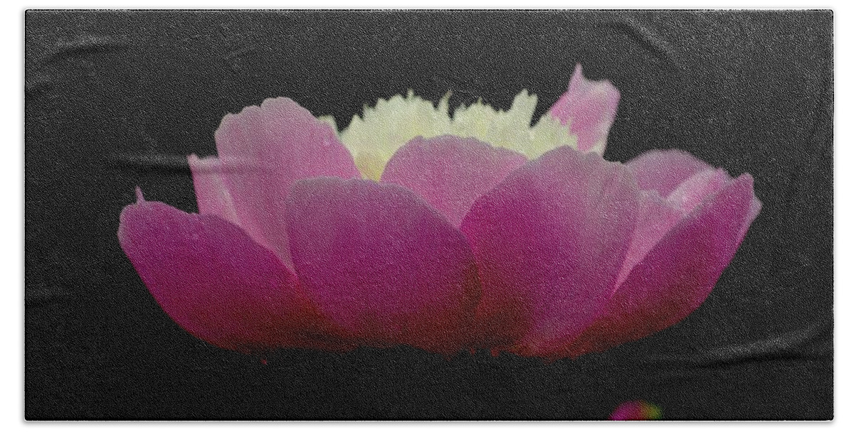 Art Beach Towel featuring the photograph Peony I Pink on Black by Joan Han