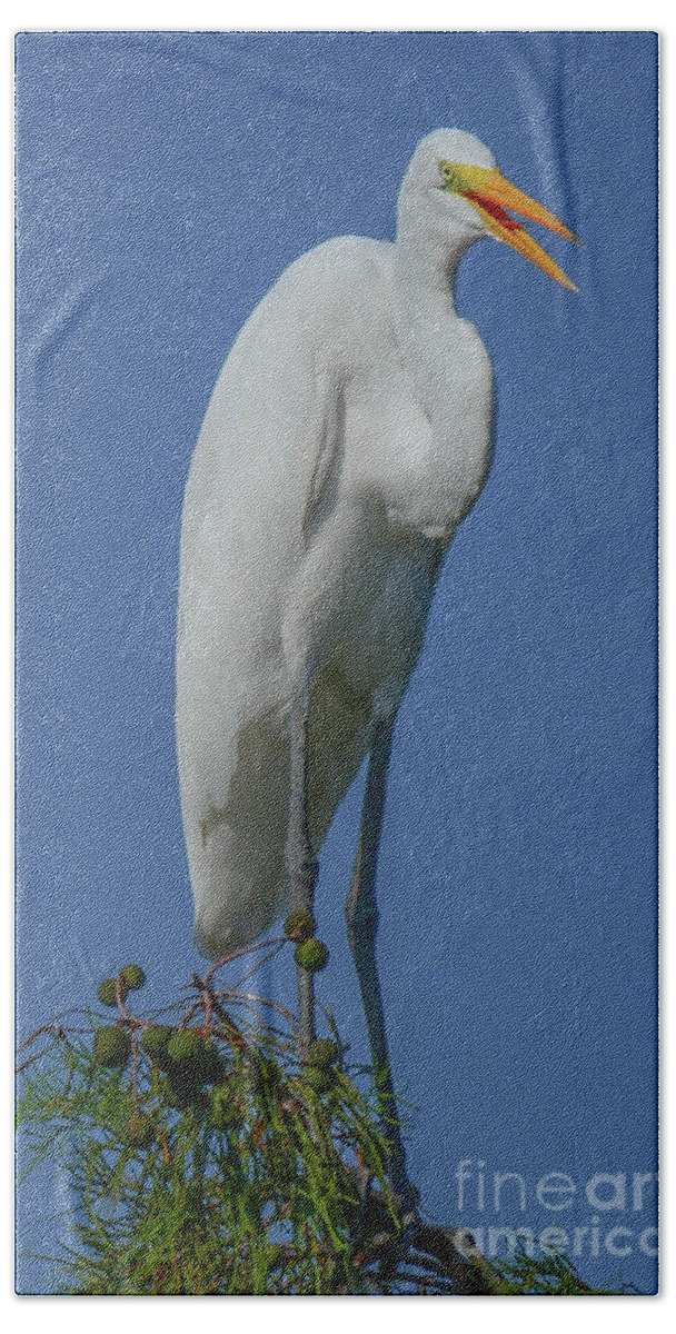 Egret Beach Towel featuring the photograph Perched and talking by Barry Bohn