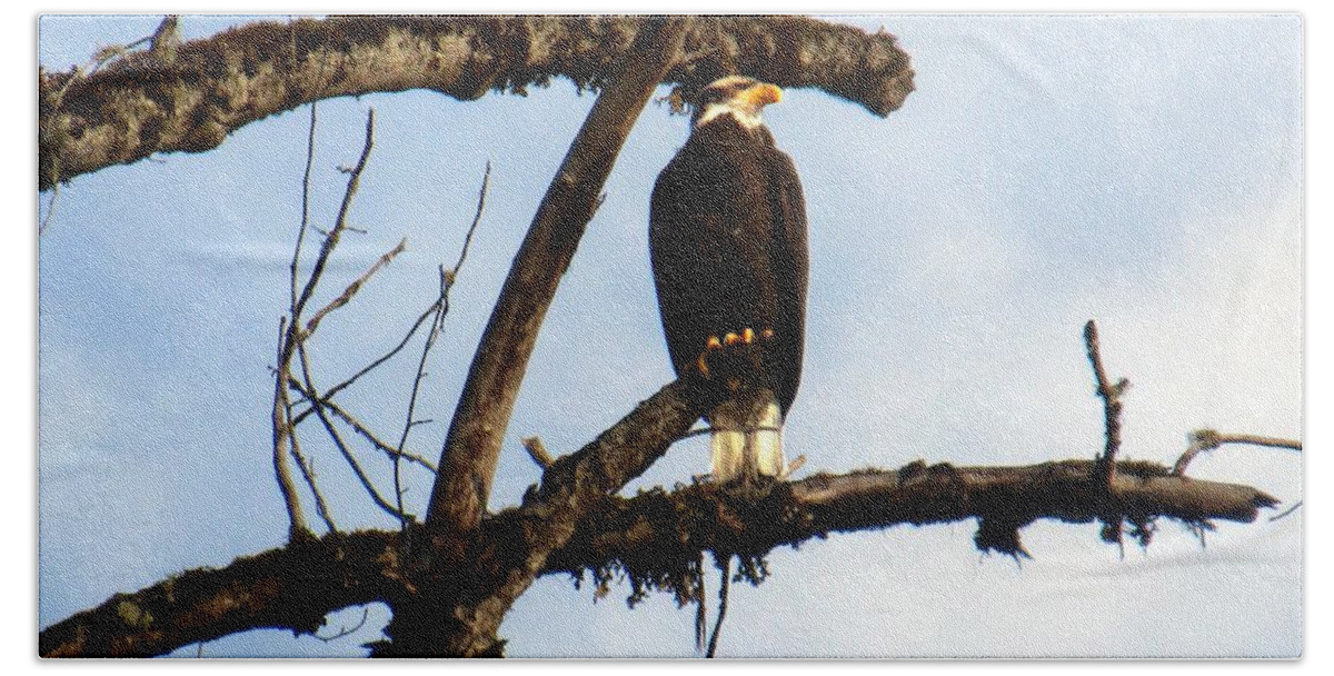 Birds Beach Towel featuring the photograph Perched Bald Eagle by A L Sadie Reneau