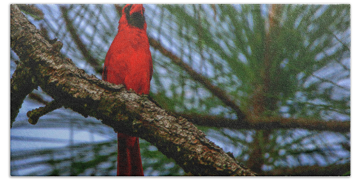 Cardinal. Bird Beach Towel featuring the photograph Perched Cardinal by Tom Claud