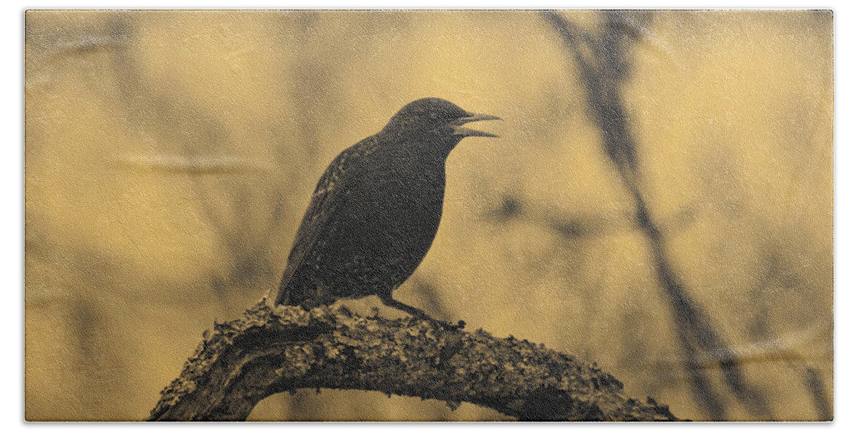 Bird Beach Towel featuring the photograph Perched In The Old Oak by Joe Geraci