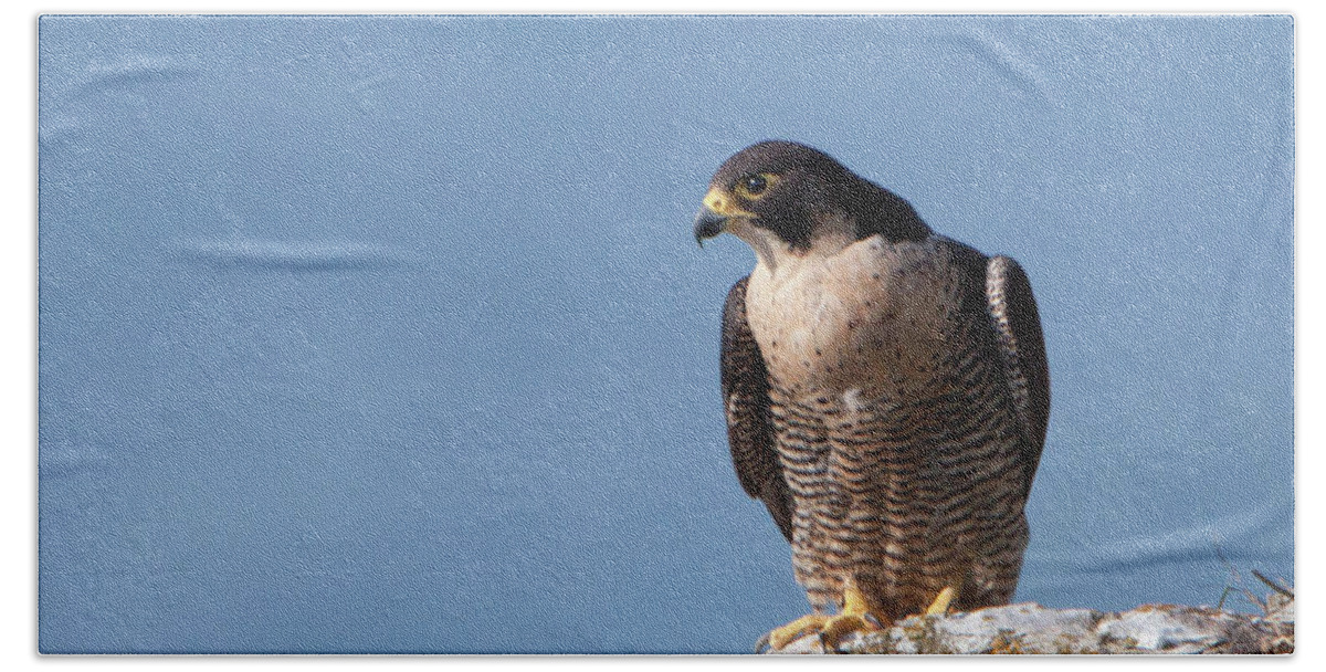 Peregrine Beach Towel featuring the photograph Perched Peregrine Falcon by Pete Walkden
