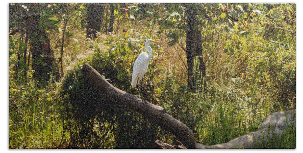 Fienart Beach Towel featuring the photograph Perched Snowy Egret by Chris Tarpening