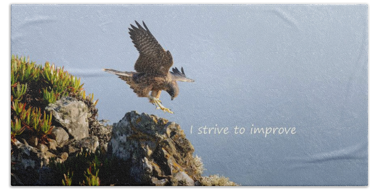  Beach Sheet featuring the photograph Peregrine Falcon says I Strive to Improve by Sherry Clark