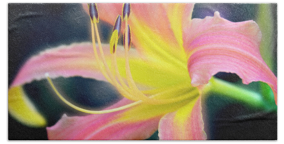 Beautiful Beach Towel featuring the photograph Perfection of a bloom. by Usha Peddamatham