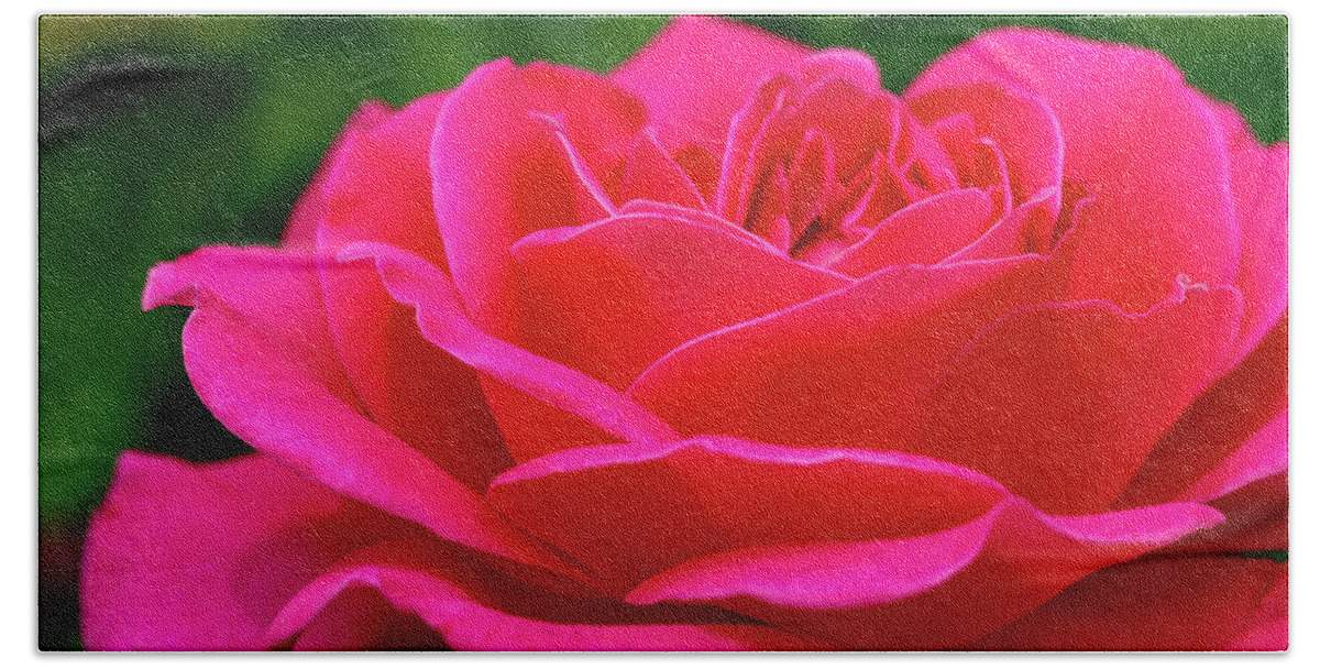Valentine Beach Sheet featuring the photograph Petals of a Bright Pink Rose by Teri Virbickis
