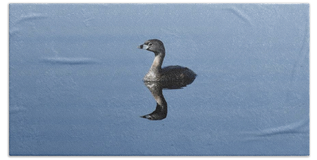 Pie Billed Grebe Beach Towel featuring the photograph Pied-billed Grebe by David Campione