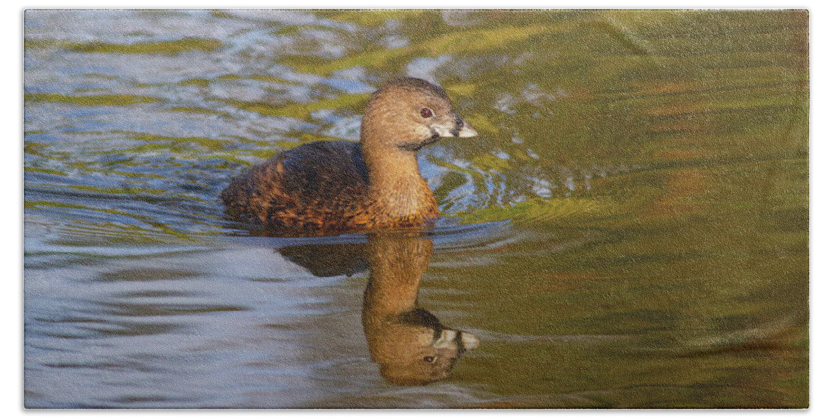 Mark Miller Photos Beach Towel featuring the photograph Pied-billed Grebe in Golden Light by Mark Miller
