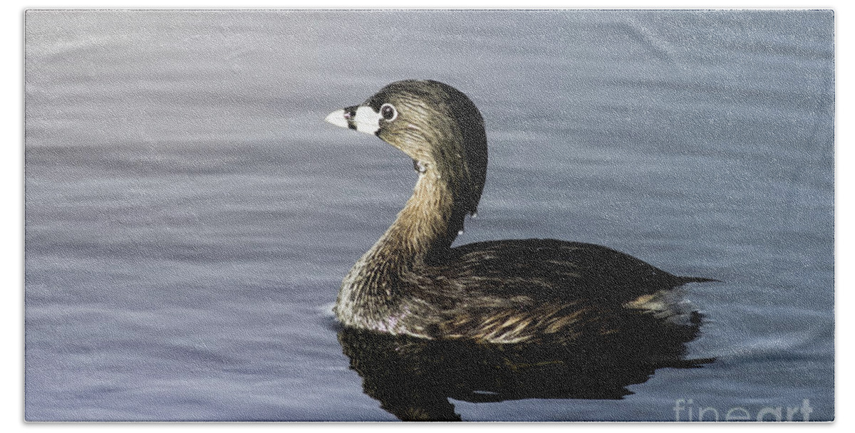 Nature Beach Towel featuring the photograph Pied-Billed Grebe by Robert Frederick