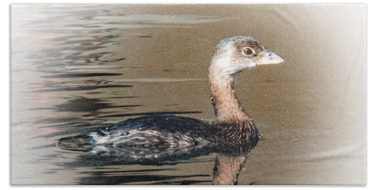 Wildlife Beach Sheet featuring the photograph Pied-billed Grebe by T Guy Spencer