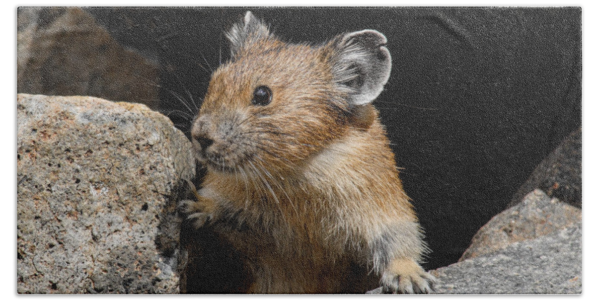 Animal Beach Towel featuring the photograph Pika Looking out from its Burrow by Jeff Goulden