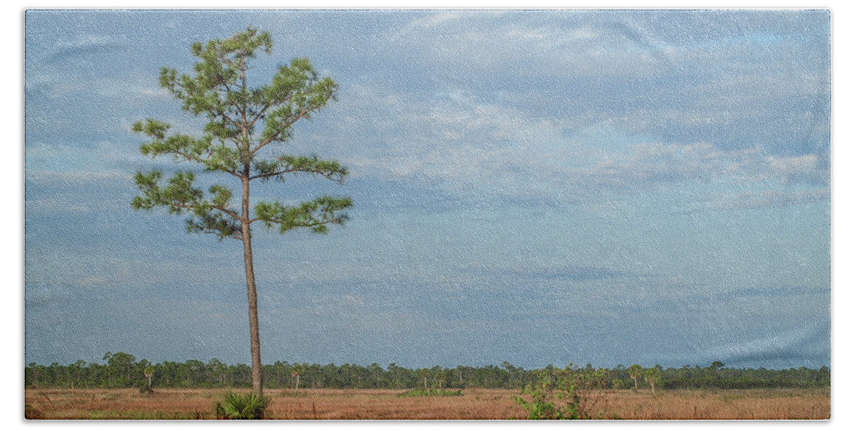 Pine Beach Towel featuring the photograph Pine Tree and Marsh by Tom Claud