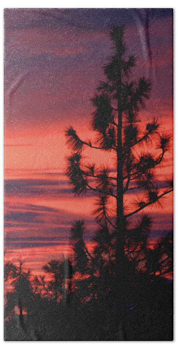 Branches Beach Towel featuring the photograph Pine Tree Sunrise by James Eddy