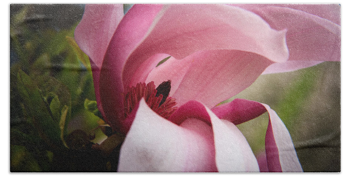 Morton Arboretum Beach Towel featuring the photograph Pink and white magnolia by Joni Eskridge