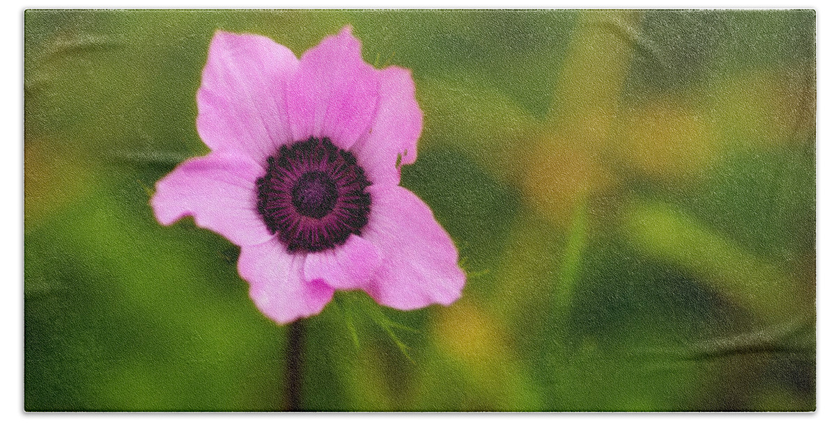 Pink Flower Beach Towel featuring the photograph Pink anemone coronaria flower by Michalakis Ppalis