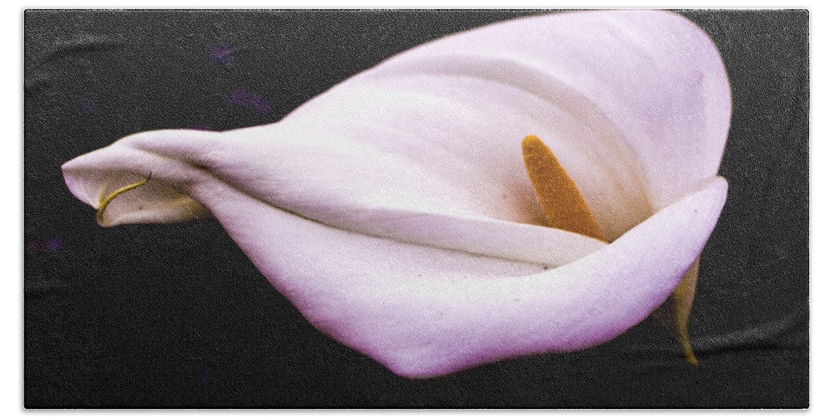 Calla Beach Towel featuring the photograph Pink Calla Lily by Venetia Featherstone-Witty