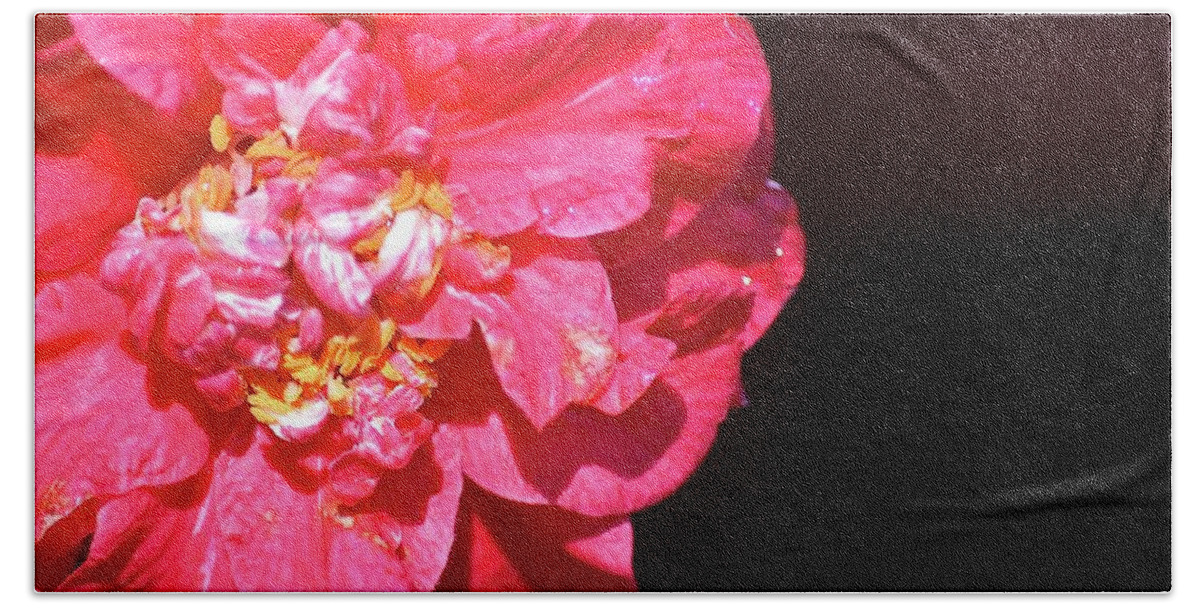 Flowers Beach Towel featuring the photograph Pink Camellia by Lehua Pekelo-Stearns