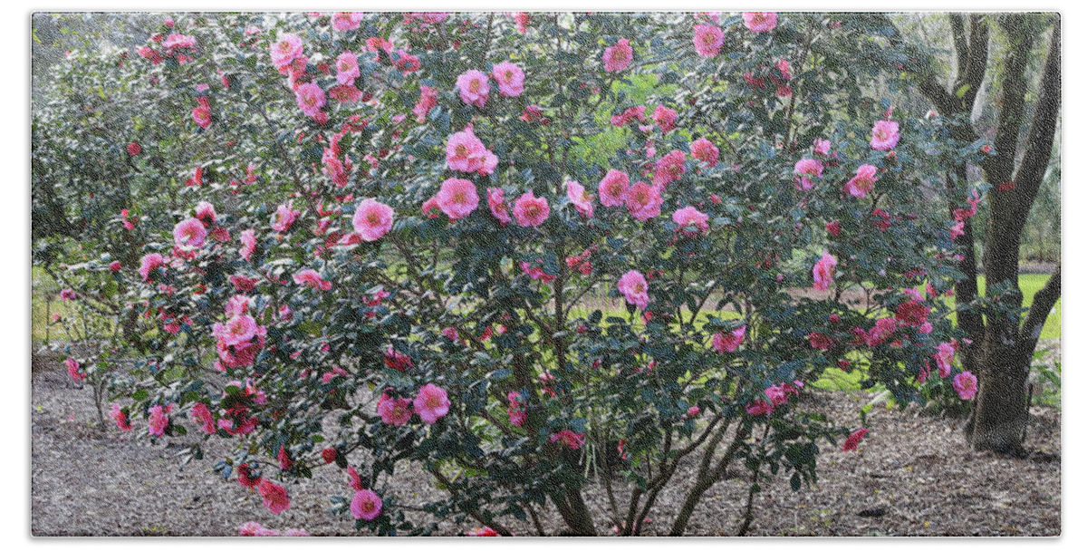 Camellia Beach Towel featuring the photograph Pink Camellia Tree by Carol Groenen