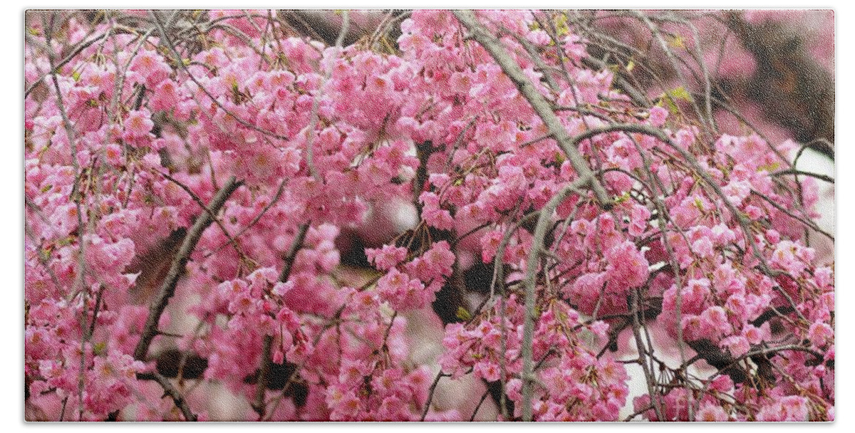 Pink Beach Towel featuring the photograph Pink Cherry Blossom Japan Arashayama spring holiday diaries by Manjiri Kanvinde