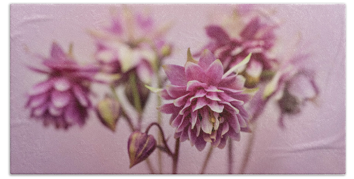 Colorful Beach Towel featuring the photograph Pink columbines by Jaroslaw Blaminsky