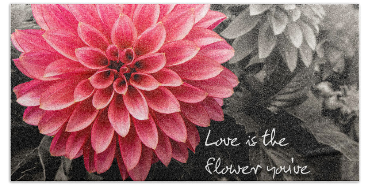 Dahlias Beach Towel featuring the photograph Pink Dahlia with John Lennon Quote by Dawn Key