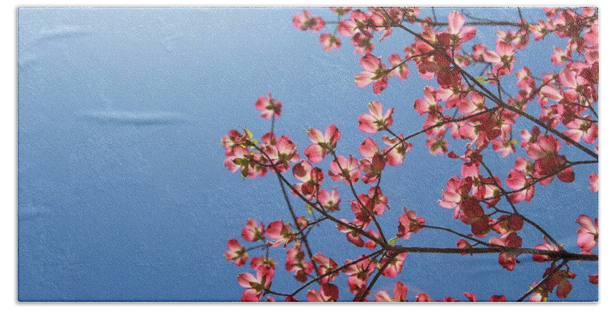 Photograph Beach Towel featuring the photograph Pink Dogwood Blooms Reaching For Sunlight by M E