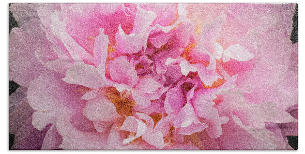 5dii Beach Sheet featuring the photograph Pink Double Peony by Mark Mille