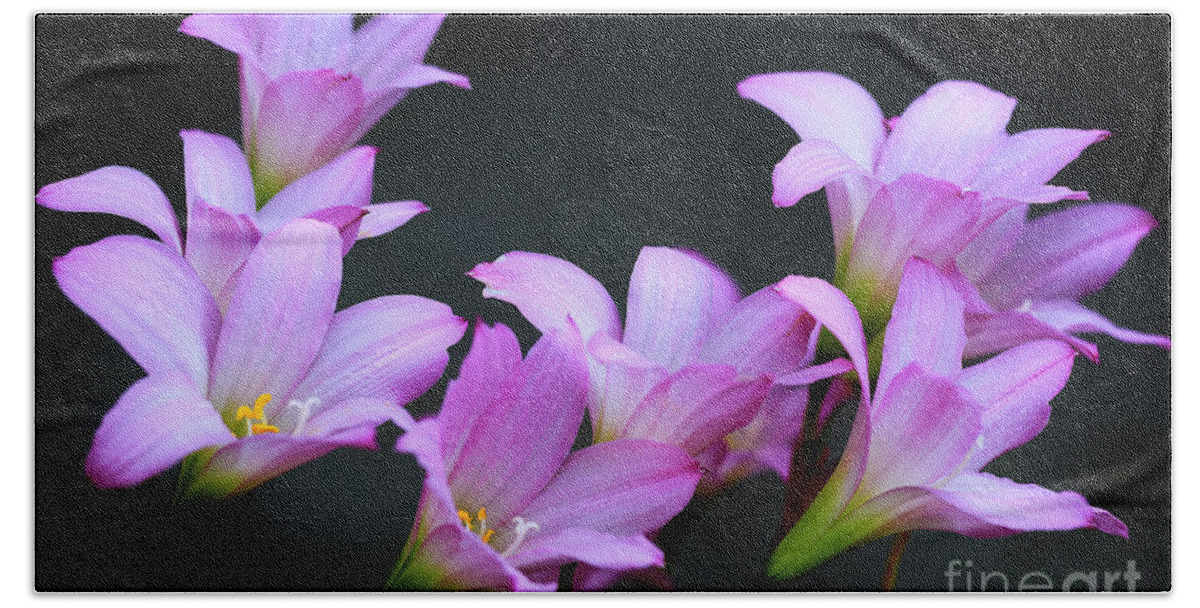 Zephyranthes Beach Towel featuring the photograph Pink Fairy Lilies by Richard J Thompson