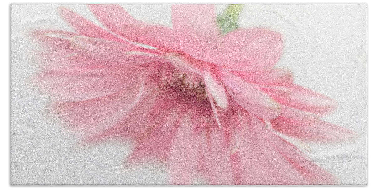 Bloom Beach Sheet featuring the photograph Pink Gerbera Daisy II by David and Carol Kelly