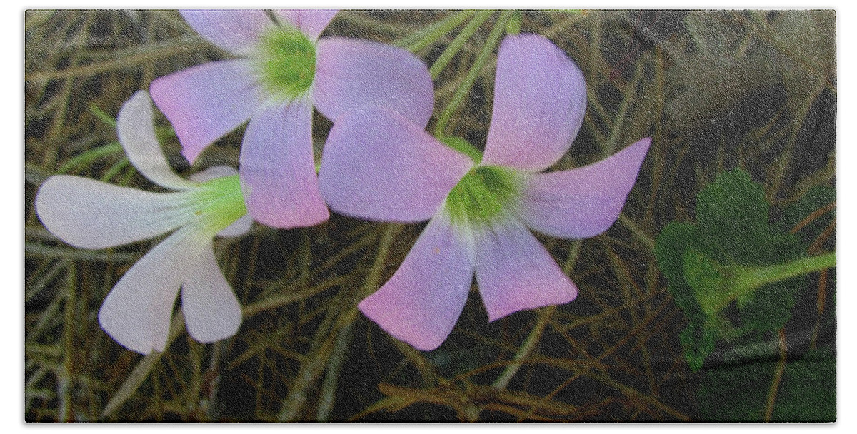 Flowers Beach Sheet featuring the photograph Pink Glow by Donna Brown