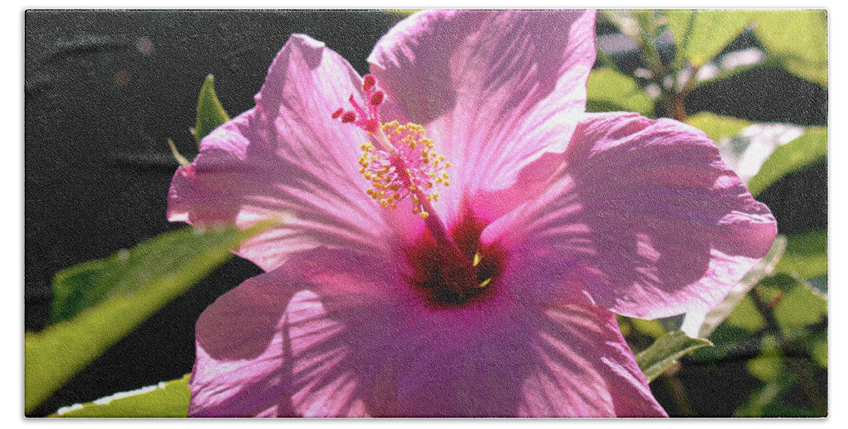 Fine Art Photography Beach Towel featuring the photograph Pink Hibiscus by Patricia Griffin Brett