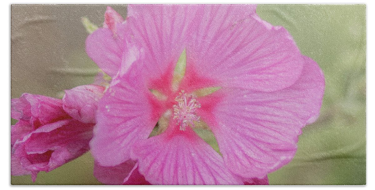 Floral Beach Sheet featuring the photograph Pink in the Wild by E Faithe Lester