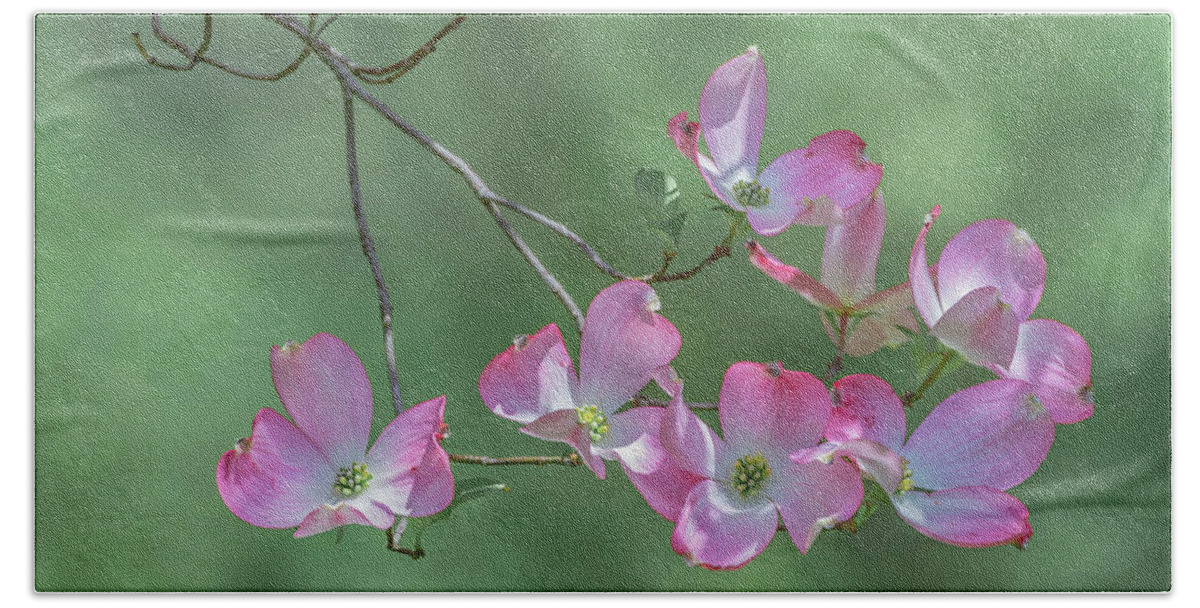 Flower Beach Towel featuring the photograph Pink Dogwood img 1 by Bruce Pritchett