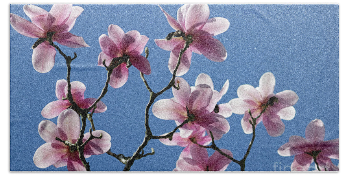 Pink Magnolias Magnolia Flowers Beach Sheet featuring the photograph Pink Magnolias by Julia Gavin
