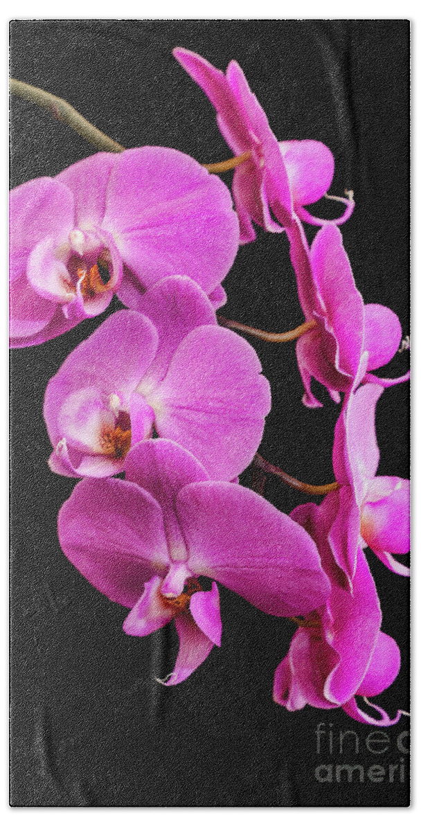 Pink Orchid Beach Towel featuring the photograph Pink Orchid with Black background by Andy Myatt