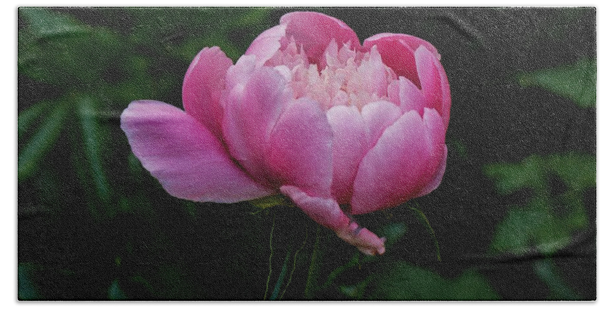 Peony Beach Towel featuring the photograph Pink Peony by Chris Berrier