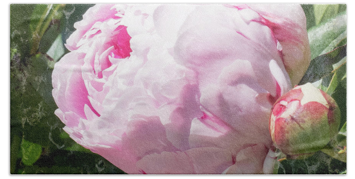 Pink Peony Beach Sheet featuring the photograph Pink Peony IIl by Scott and Dixie Wiley