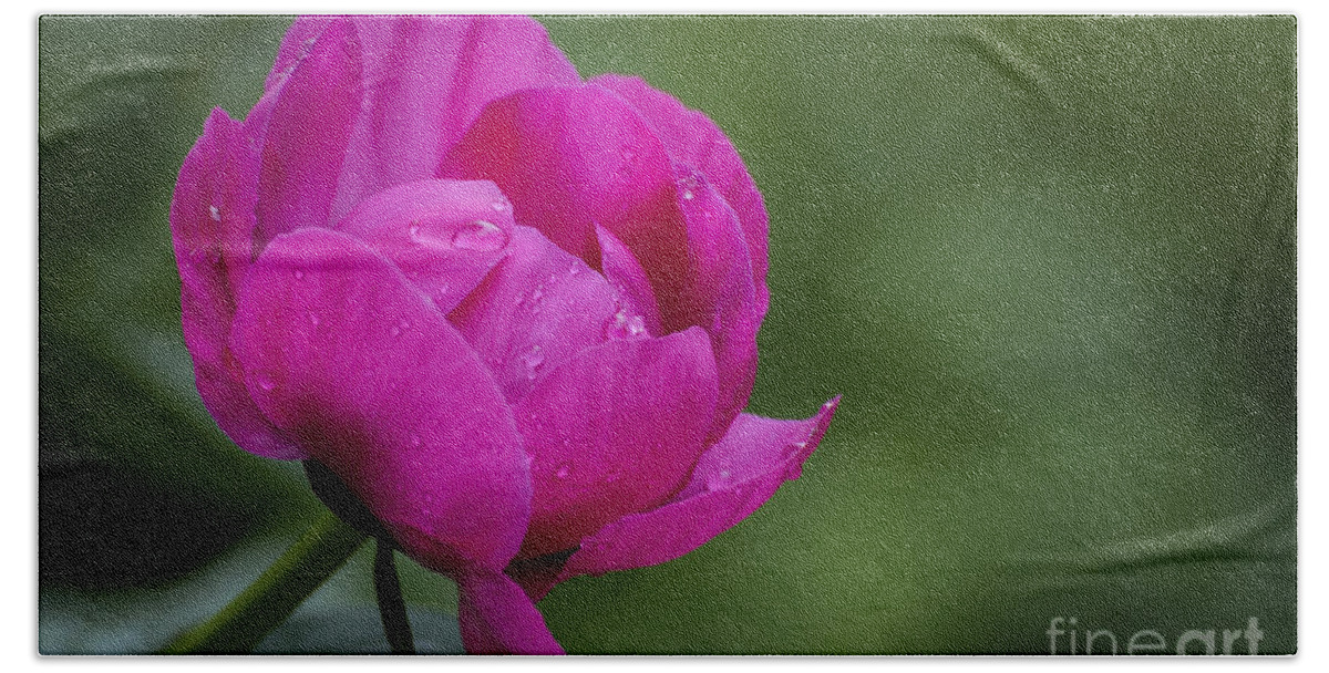 Flower Beach Sheet featuring the photograph Pink Petals by Andrea Silies