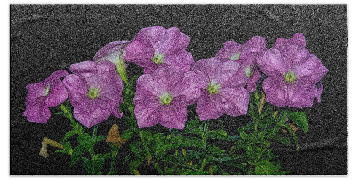 Flower Beach Towel featuring the photograph Pink Petunia On Black by Cathy Kovarik