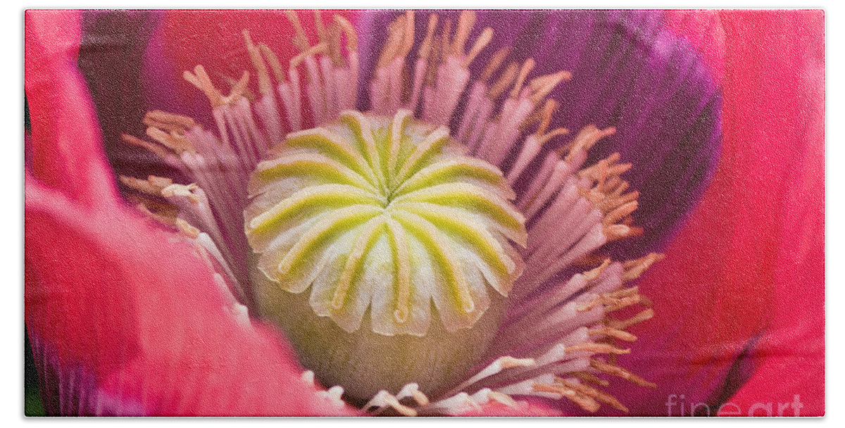 Pink Beach Sheet featuring the photograph Pink Poppy Flower by Ms Judi