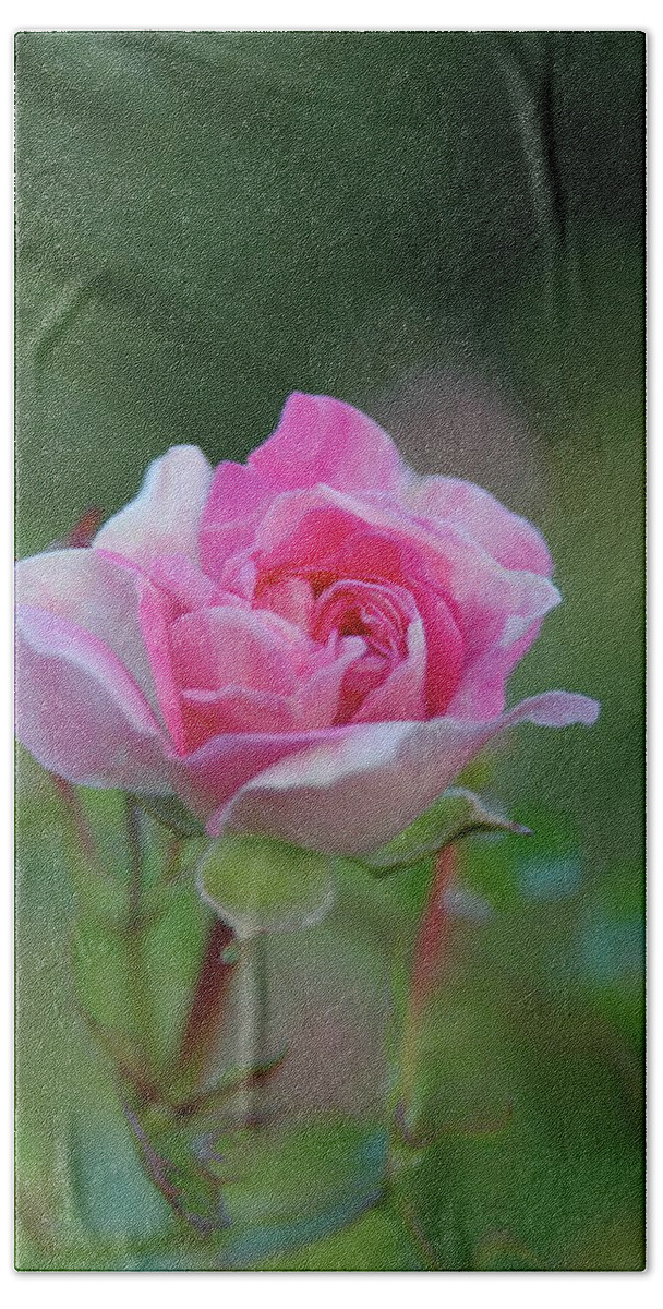 Pink Beach Sheet featuring the photograph Pink Rose by Elaine Hunter