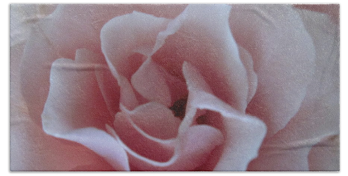 Pink Rose Beach Towel featuring the photograph Pink Rose by Sandy Taylor