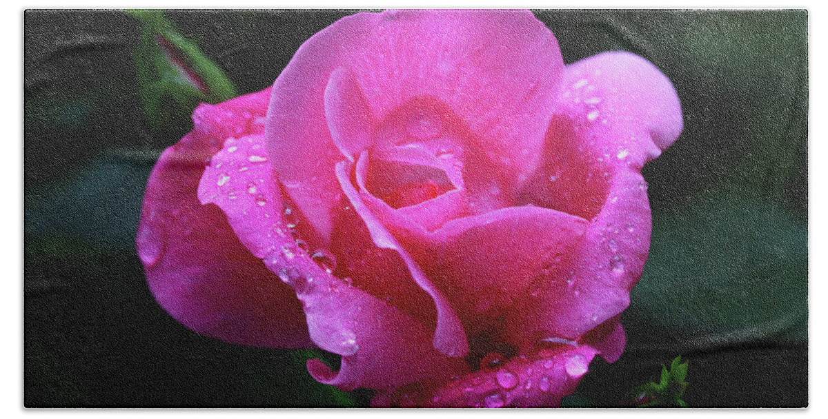 Roses Beach Towel featuring the photograph Pink Rose with Raindrops by Trina Ansel