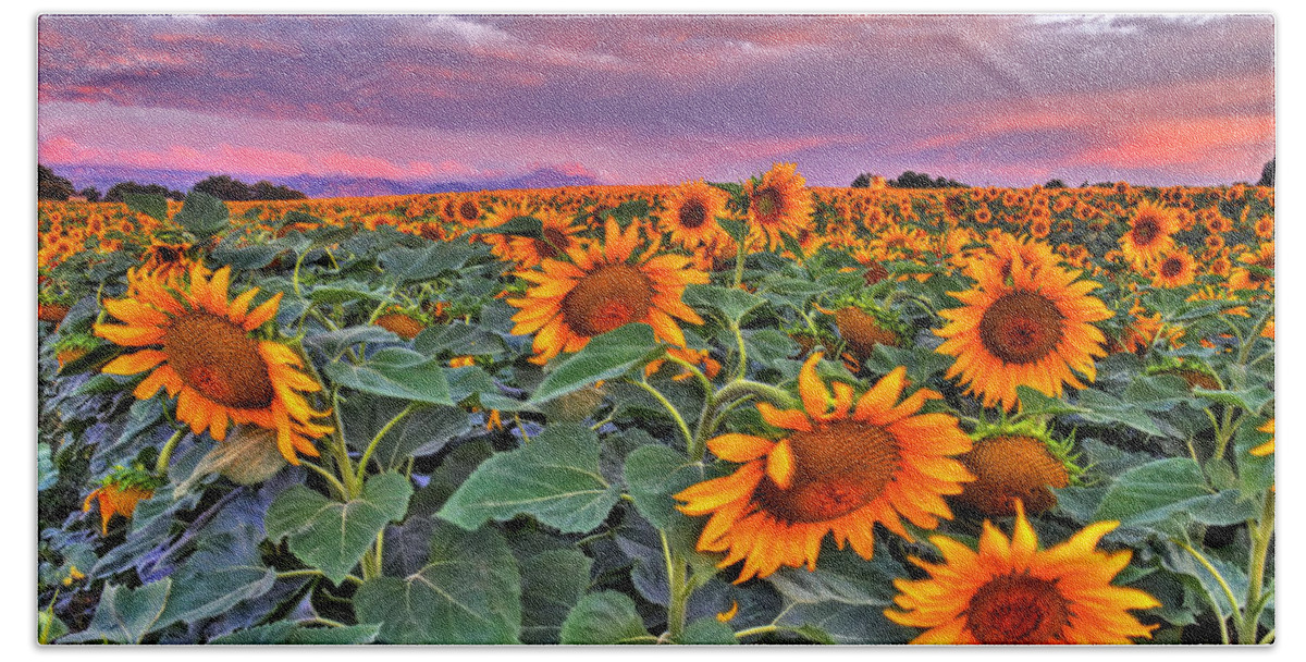 Colorado Beach Sheet featuring the photograph Pink Skies and Sunflowers by Scott Mahon