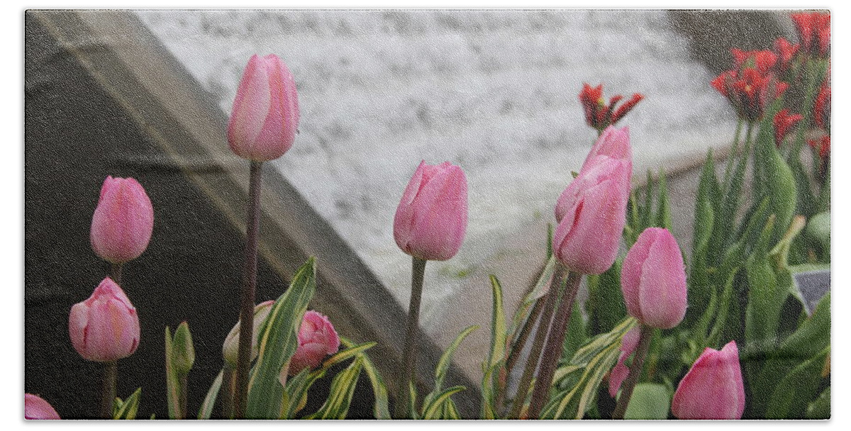 Tulips Beach Towel featuring the photograph Pink Tulips by Allen Nice-Webb