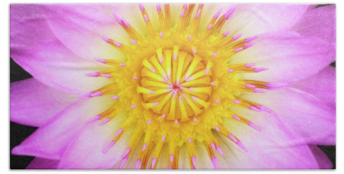Pink Beach Towel featuring the photograph Pink Water Lily by Christopher Johnson