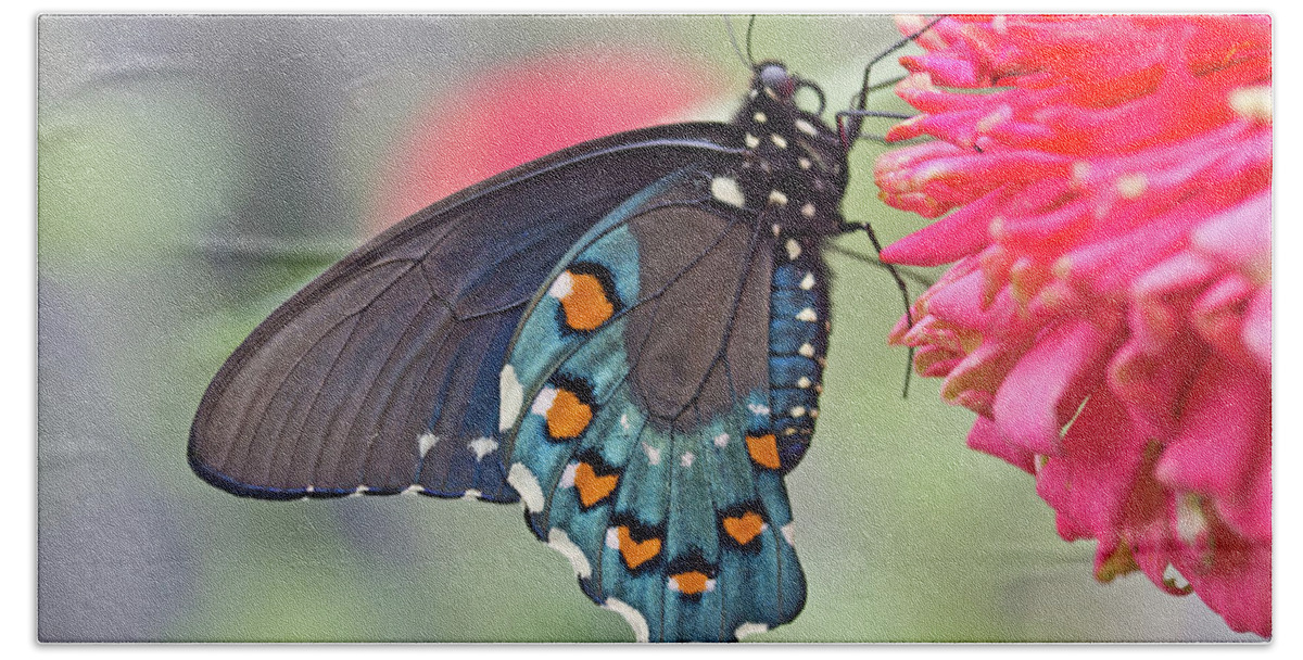 Butterfly Beach Sheet featuring the photograph Pipevine Swallowtail Butterfly by David Freuthal
