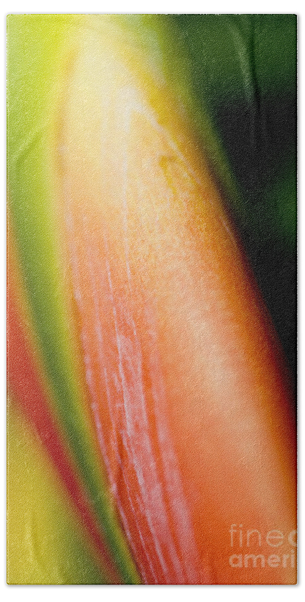 83-csm0051 Beach Towel featuring the photograph Plant Abstract III by Ray Laskowitz - Printscapes